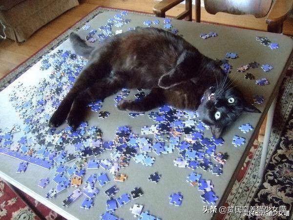 猫咪vs巨型蜘蛛,猫咪vs恶猫