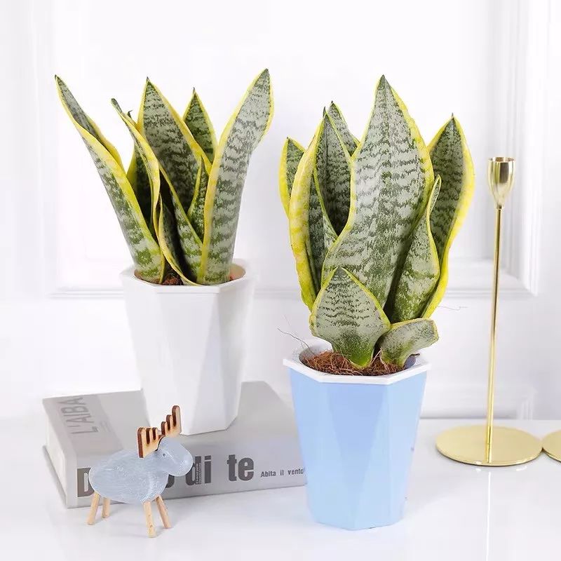 室内养的吸毒植物,20种吸毒花除甲醛