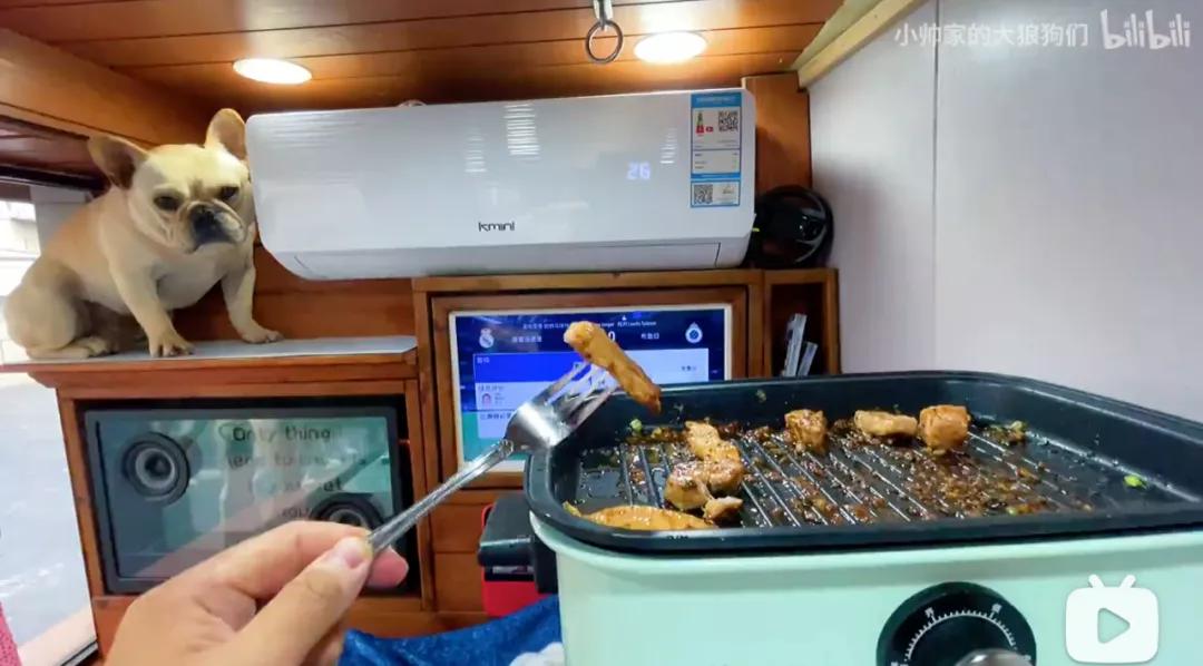 花三年建宠物乐园,花20万给狗打造乐园