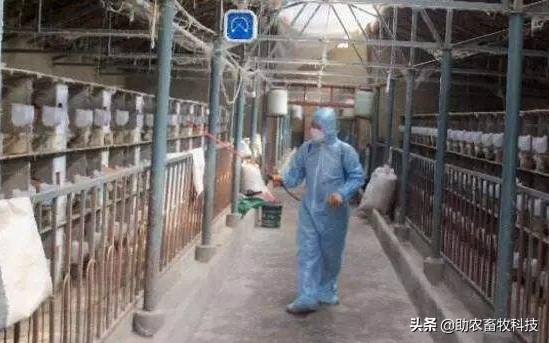 微生物技术能够解养兔场病多、臭味、粪污的诸多问题