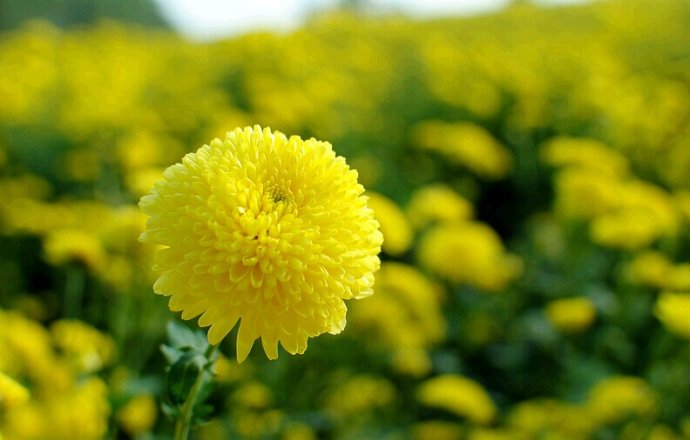 中国十大名植物,中国十大吉祥动物名称