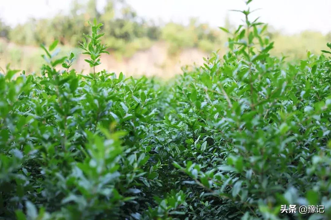 荥阳市软籽石榴基地在哪里,荥阳的软籽石榴基地在什么地方