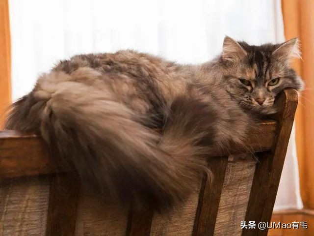 猫咪特别小如何分辨它是不是矮脚,什么小猫咪又乖又掉毛少
