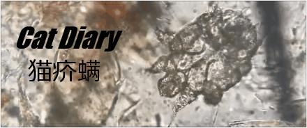 猫“疥螨病”具有高度传染性，及时治疗是基础，隔离、消毒是重点