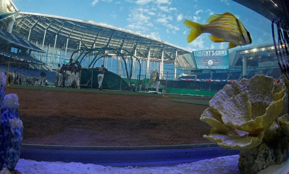 搬家，改名，你不知道这两支佛罗里达球队有多拼！「地域棒球」