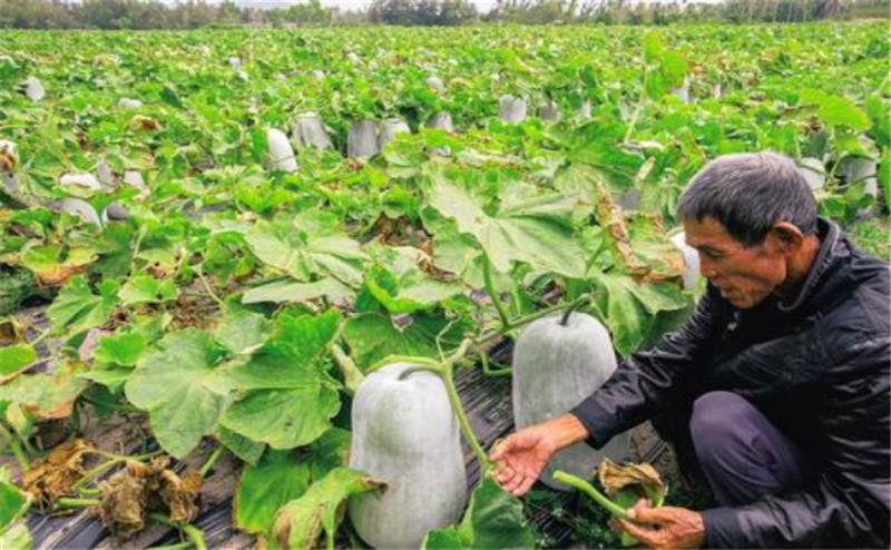 冬瓜正确的整枝打叉的方法,小冬瓜怎么整枝打叉结瓜多
