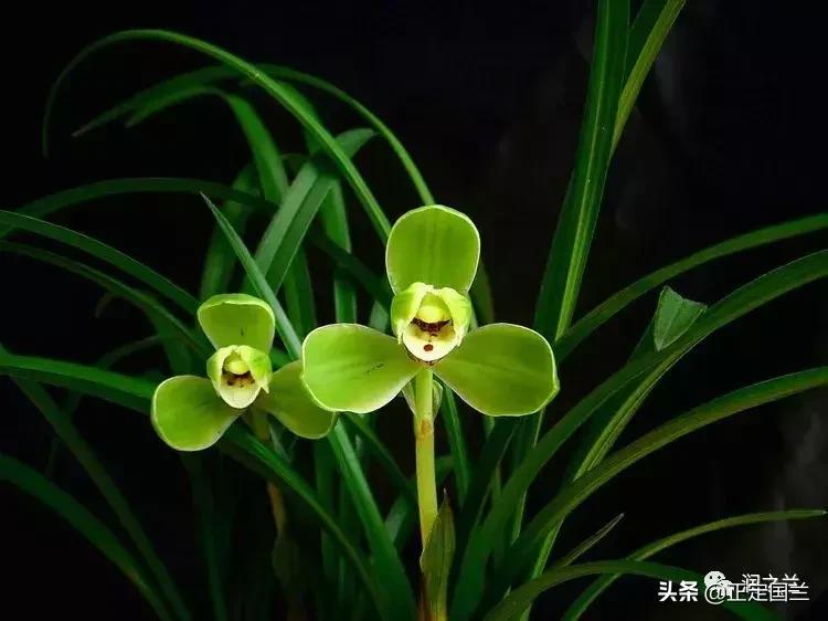 兰花知识大全100种,兰花鉴赏术语100条