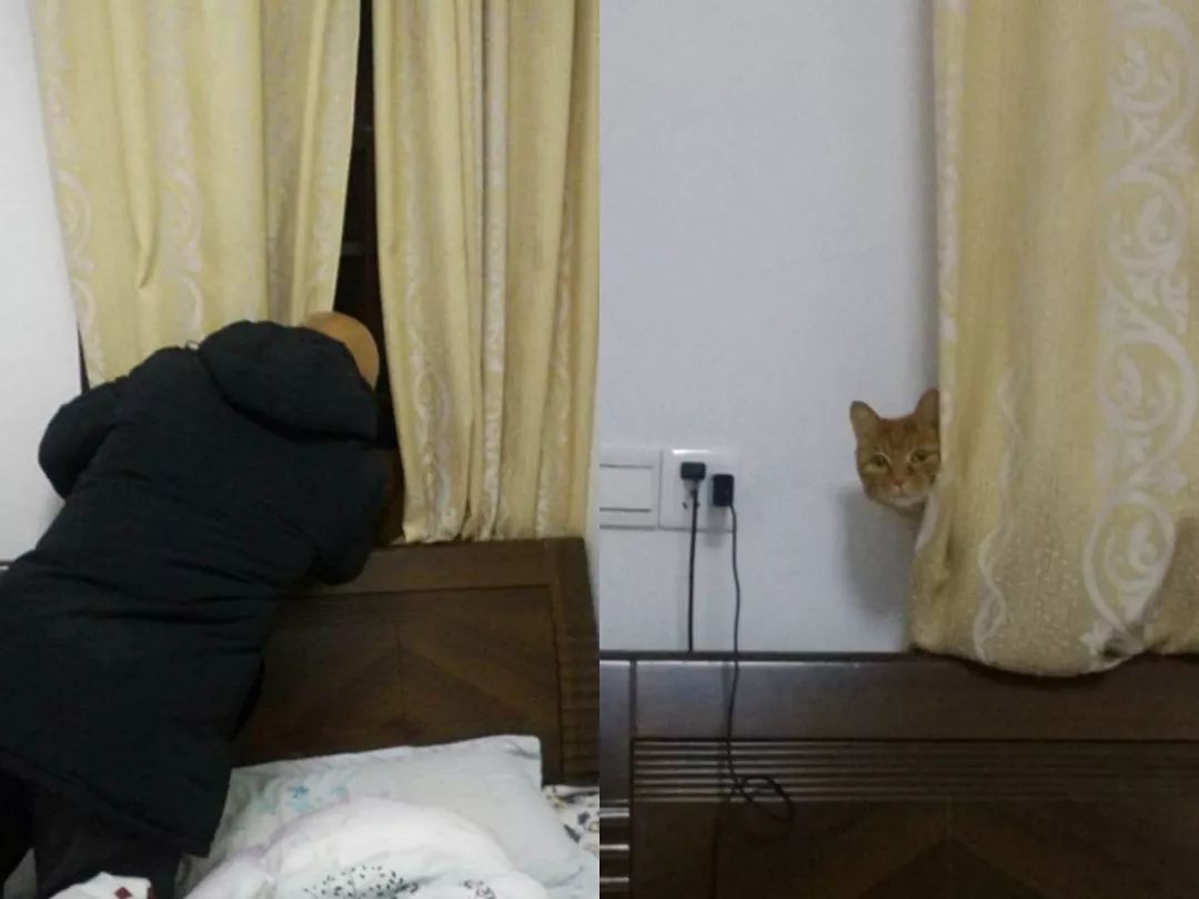 爸妈养宠物之后，就没你什么事了