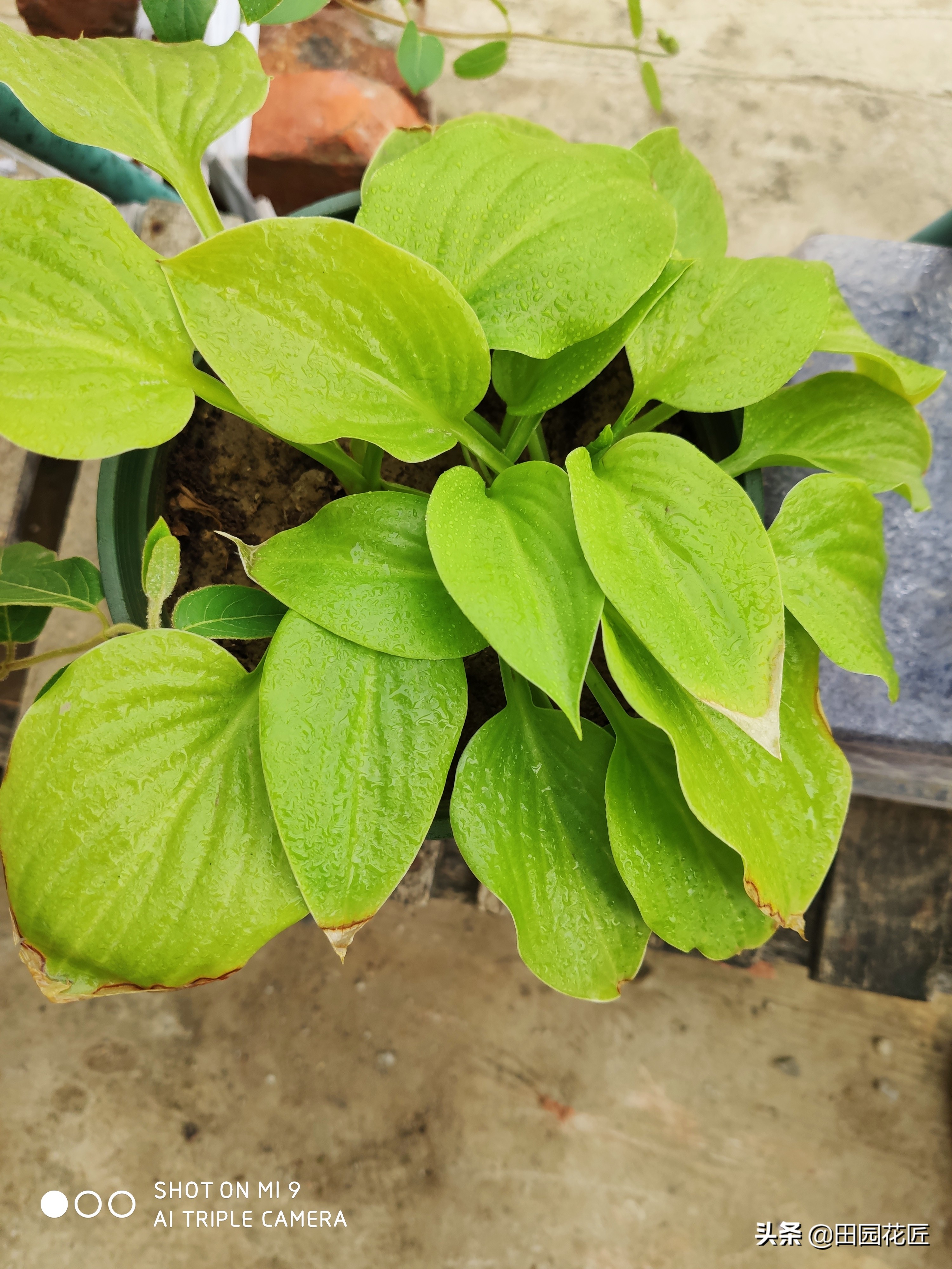 玉簪叶片发白化水、叶尖焦枯，小编经验分享，助您避开这些雷区！