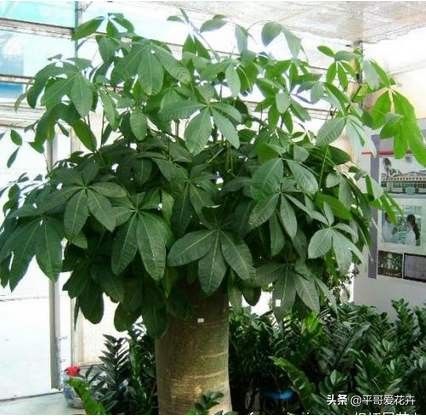 绿萝发财树怎么养才不烂根,吊兰绿萝浇水的正确方法