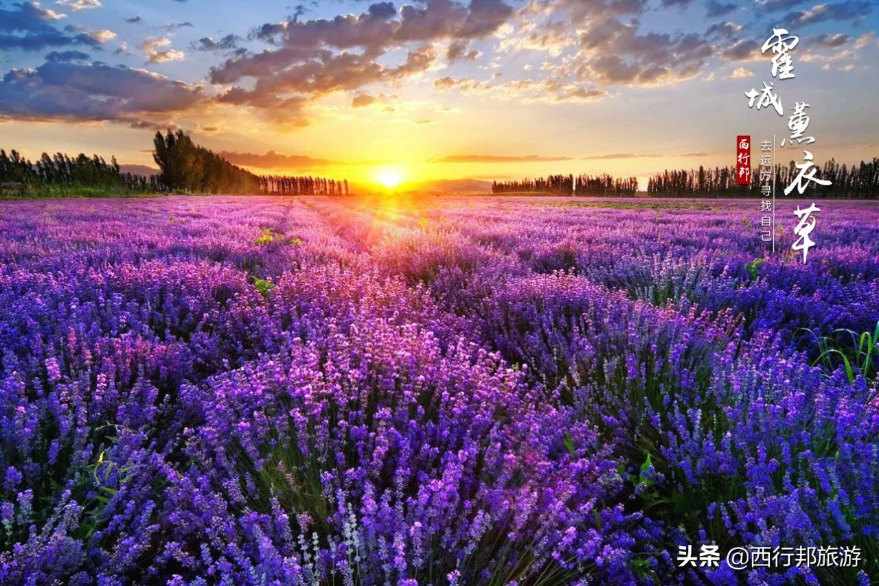 哼，又想「骗」我去*疆新**旅游！