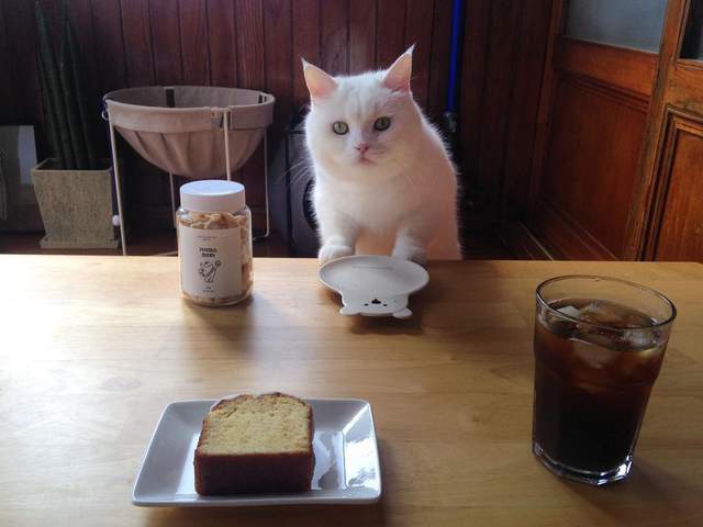 猫咪拉稀可以喂人吃的药吗,猫咪消化不良拉稀吃什么药