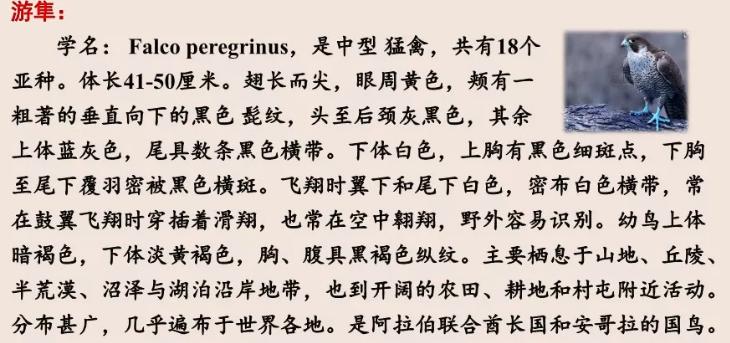 速度比猎豹更快思维导图,什么比猎豹的速度快思维导图