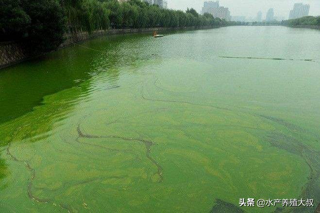 水产养殖藻类培养做法,水产养殖什么藻类最好