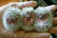 凌晨狗子发现一只刺猬,狗狗捡到了只刺猬