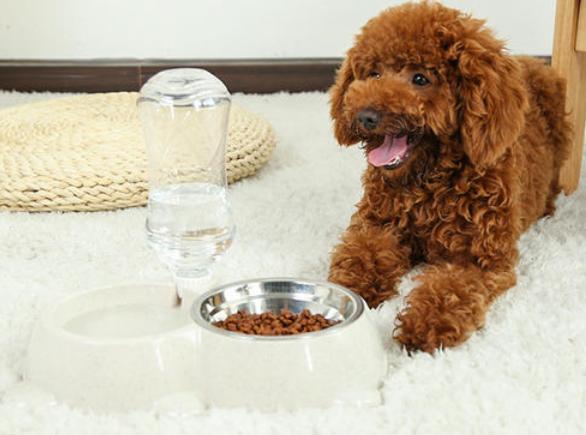 泰迪犬一直舔自己的脚是什么情况,泰迪犬喜欢舔人的手是怎么回事