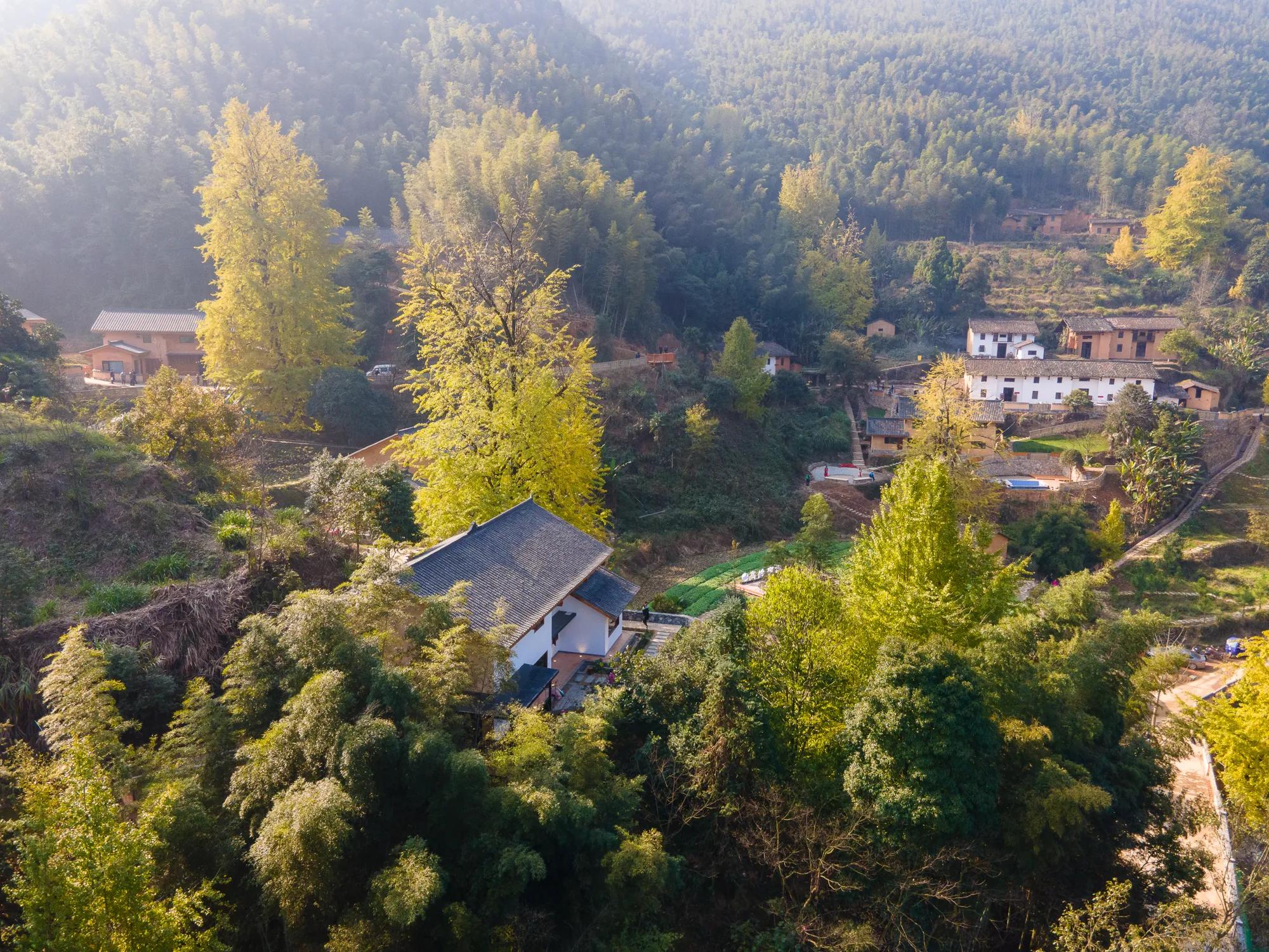 高岭古村银杏,高岭乡高岭村