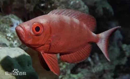 潮汕什么鱼做刺身最好吃,潮汕的鱼哪种适合刺身