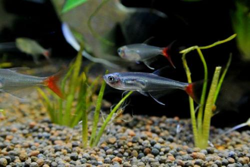 鱼缸绿水用什么比较好,怎样才能把鱼缸里的水养成嫩绿水