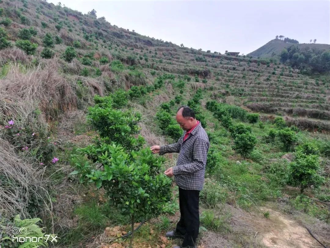 大安古镇闹市,大安古镇的地址