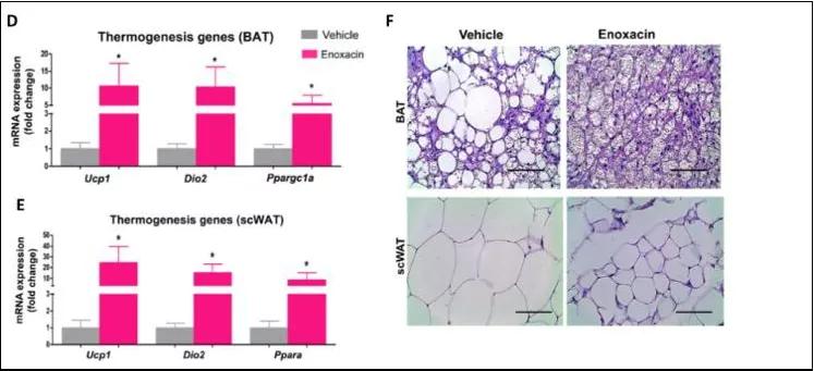 这种抗生素或可成为一种减肥新药