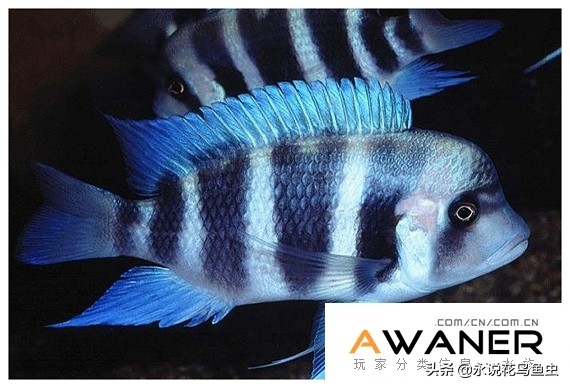 慈鲷品种及图片,慈鲷科都有哪些厉害的品种