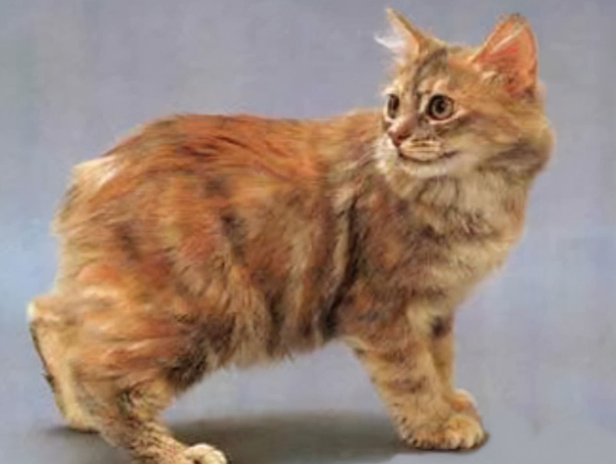 抵抗力好性格温顺的猫咪品种,英国短毛猫是一种聪明灵敏的猫