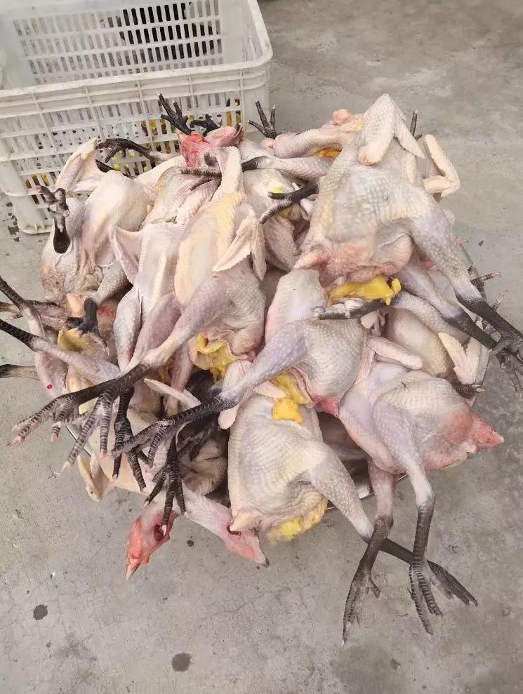 淘宝上土鸡买一送一,淘宝土鸡复工最新通告