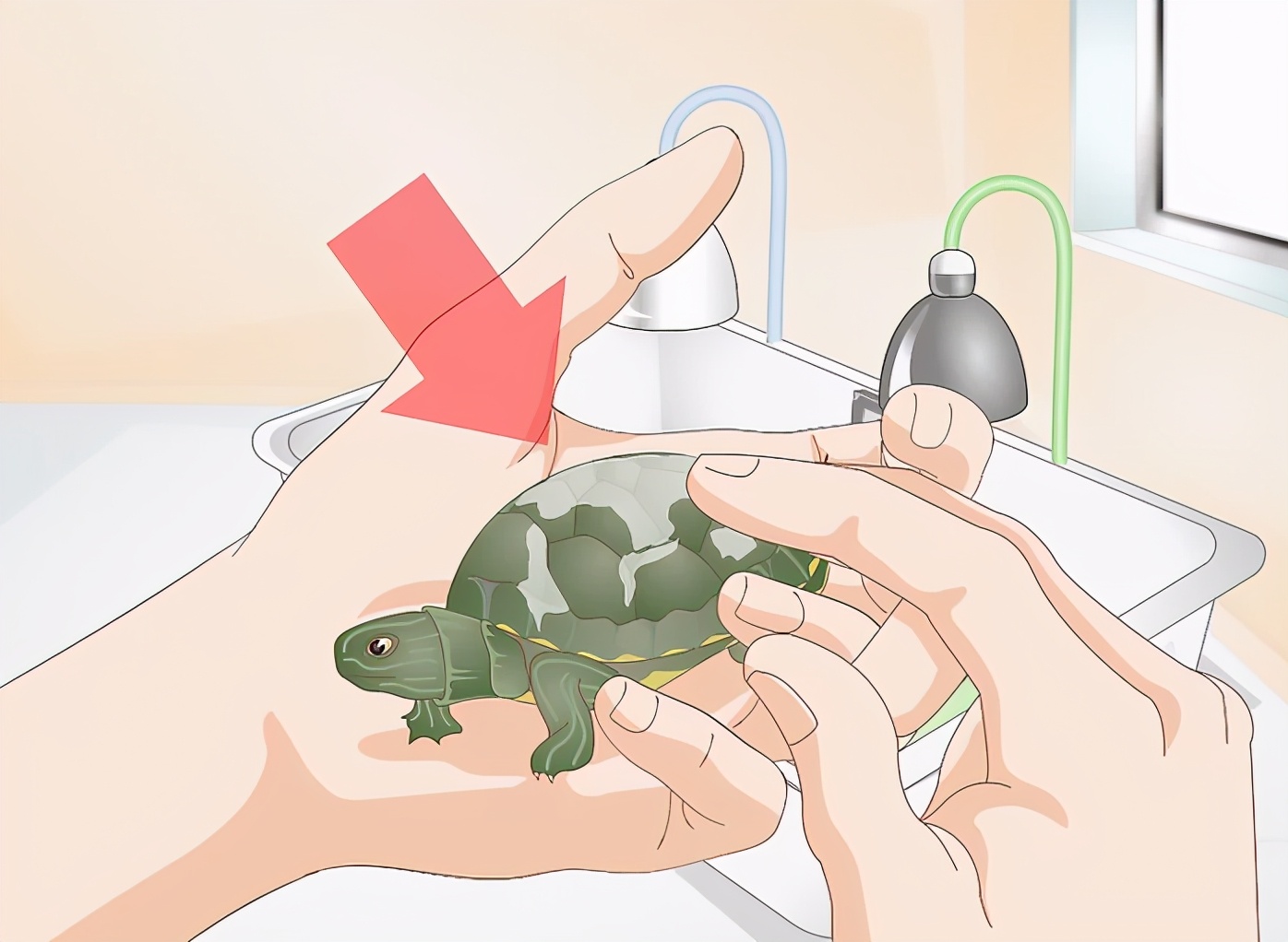 乌龟不进食的原因及解决方法,乌龟不吃食的原因及解决办法