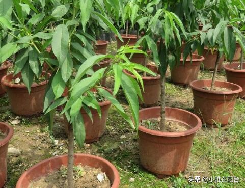 种桃花多久浇一次水,水培桃花开花后把枝栽花盆