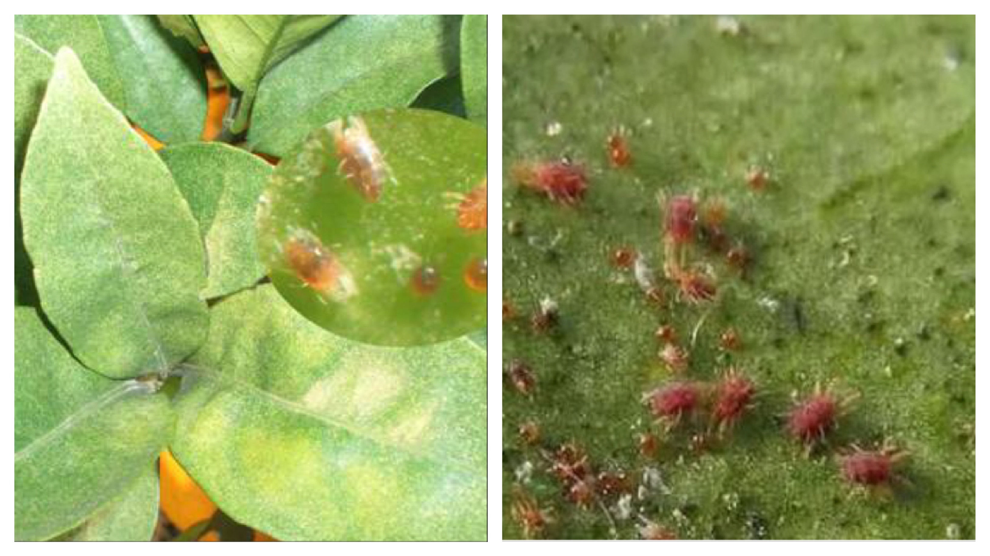 柑橘病虫害绿色防控,柑橘重点病虫害防治方案