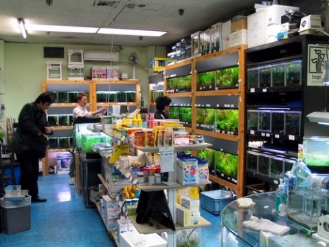 新手养金鱼多大的鱼缸最合适,养金鱼的鱼缸需要什么配置