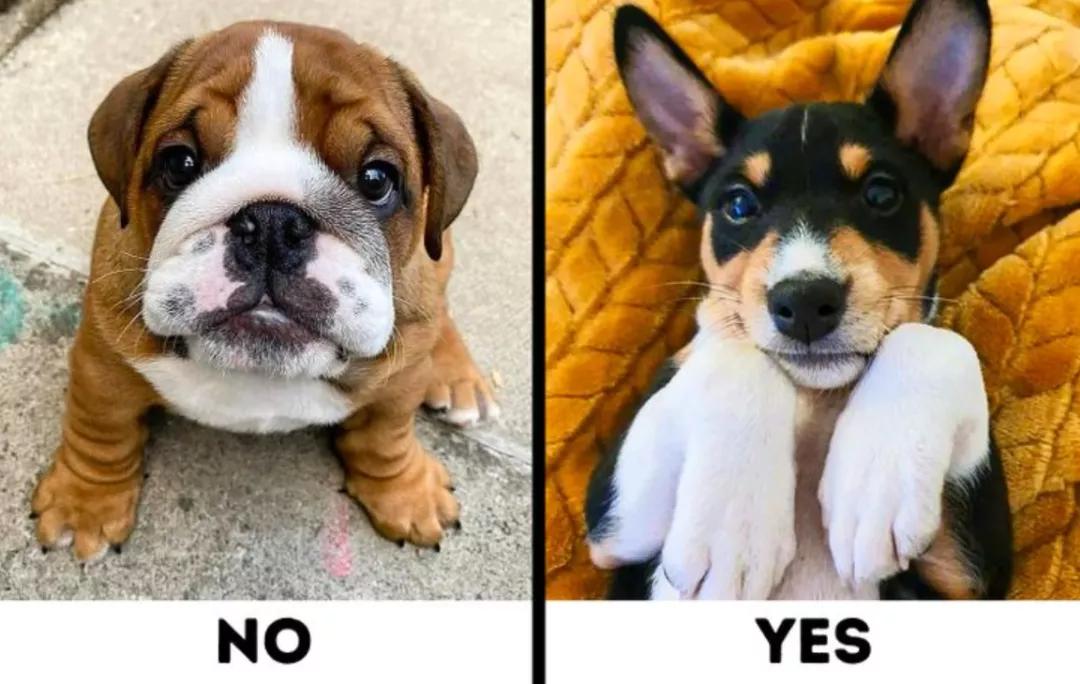 最好养不掉毛的狗狗,适合家养的狗狗推荐不掉毛