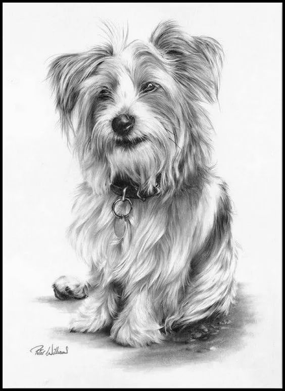 素描动物入门知识,素描动物简单入门教程狗