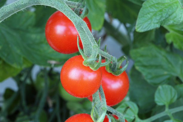 怎样提高圣女果品质,如何提高圣女果的光泽度