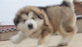 都说哈士奇不能当警犬，但有民警偏要试一试