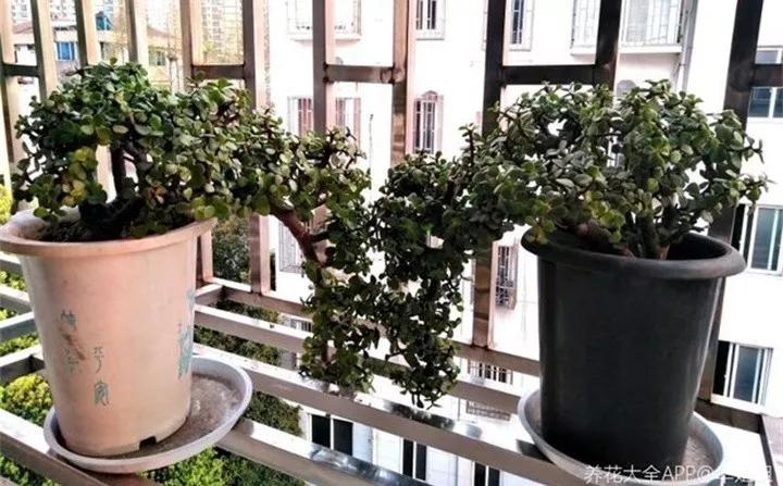 刚到家的花很好没多久就黄叶,买回来的花很快就蔫的原因