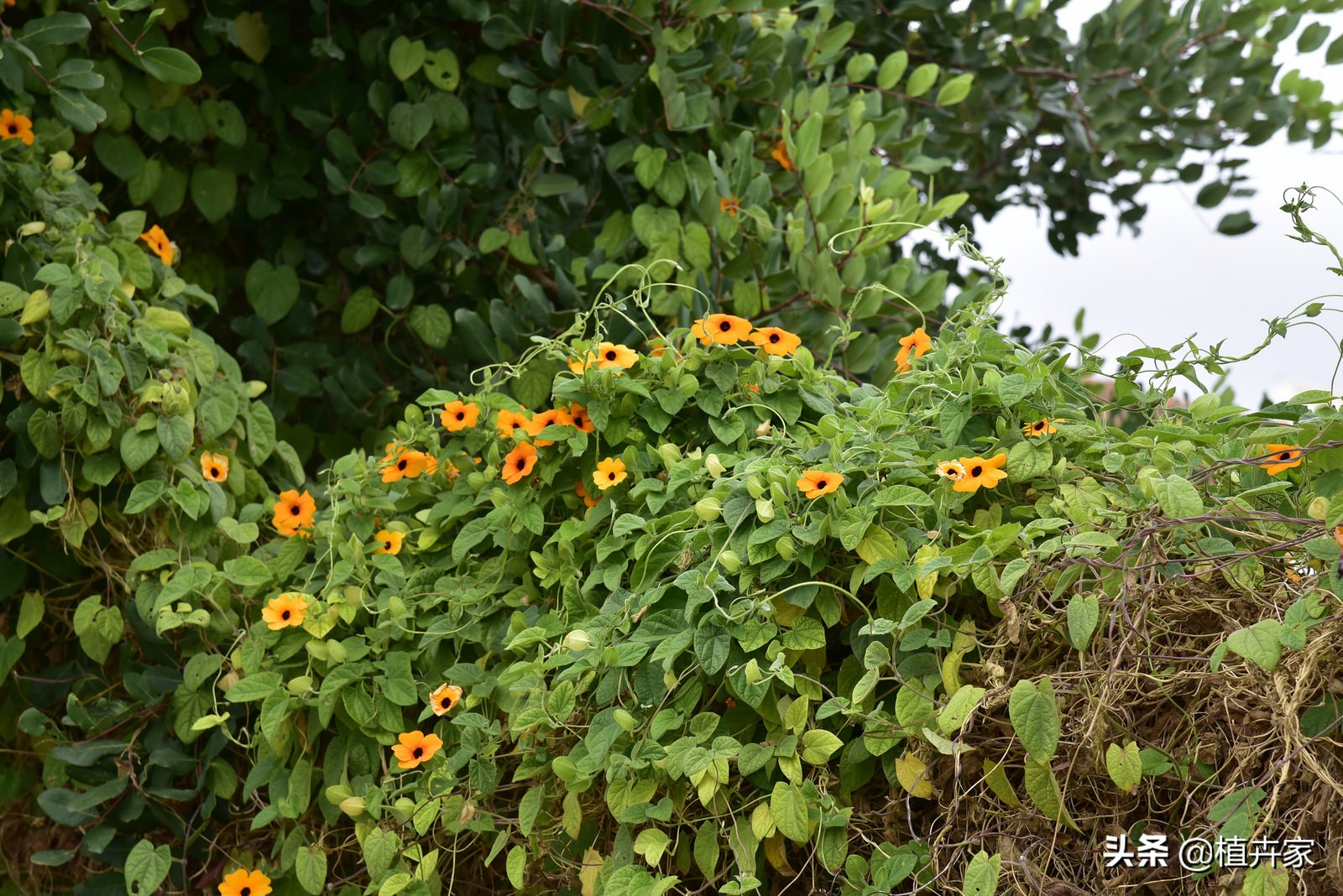 黑心黄瓣-黑眼苏珊这样种花哗啦哗啦开