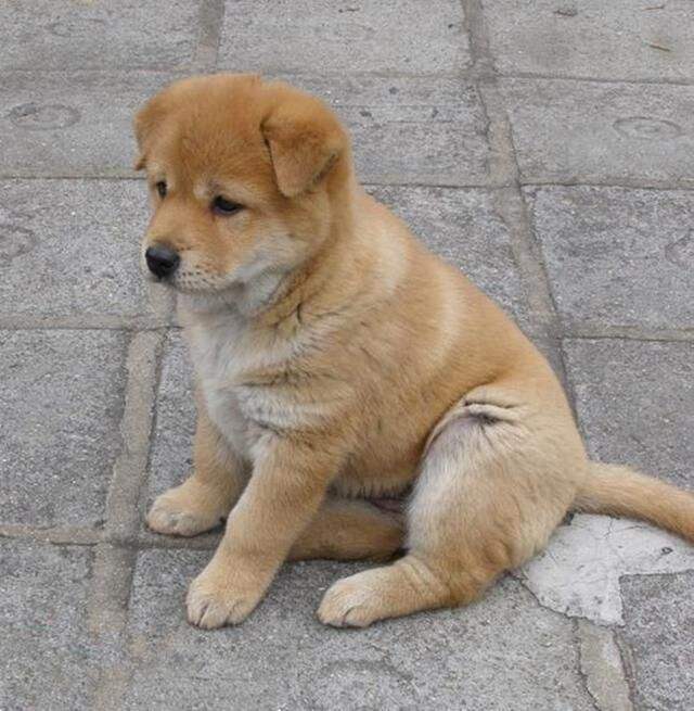 小北京犬宠物狗品种图片大全,常见宠物狗的品种大全及图片