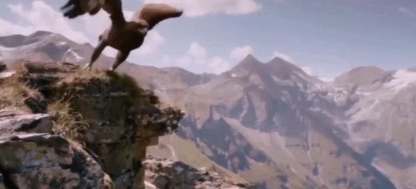 金雕捕食世界第一大鹰,金雕打得过老虎