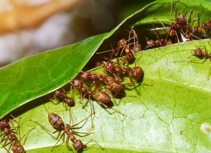 蚂蚁搬家蚁后是怎么移动的,蚂蚁搬家靠的是自身力量还是技巧