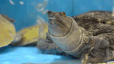 敢上九天揽月敢下五洋捉鳖全诗,陪你上天揽月下五洋捉鳖