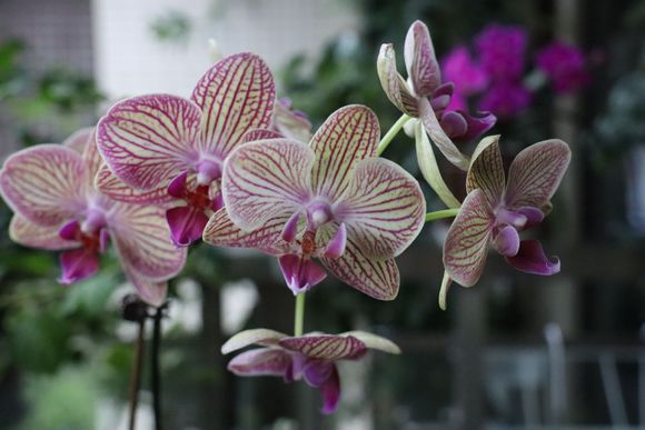 如何养好蝴蝶兰需要用什么肥料,蝴蝶兰的养育方法