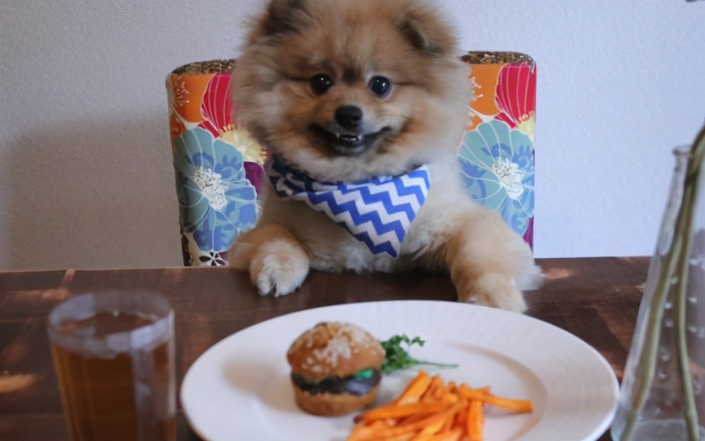 博美不喜欢吃狗粮怎么纠正,博美三个月为什么一天只能喂狗粮