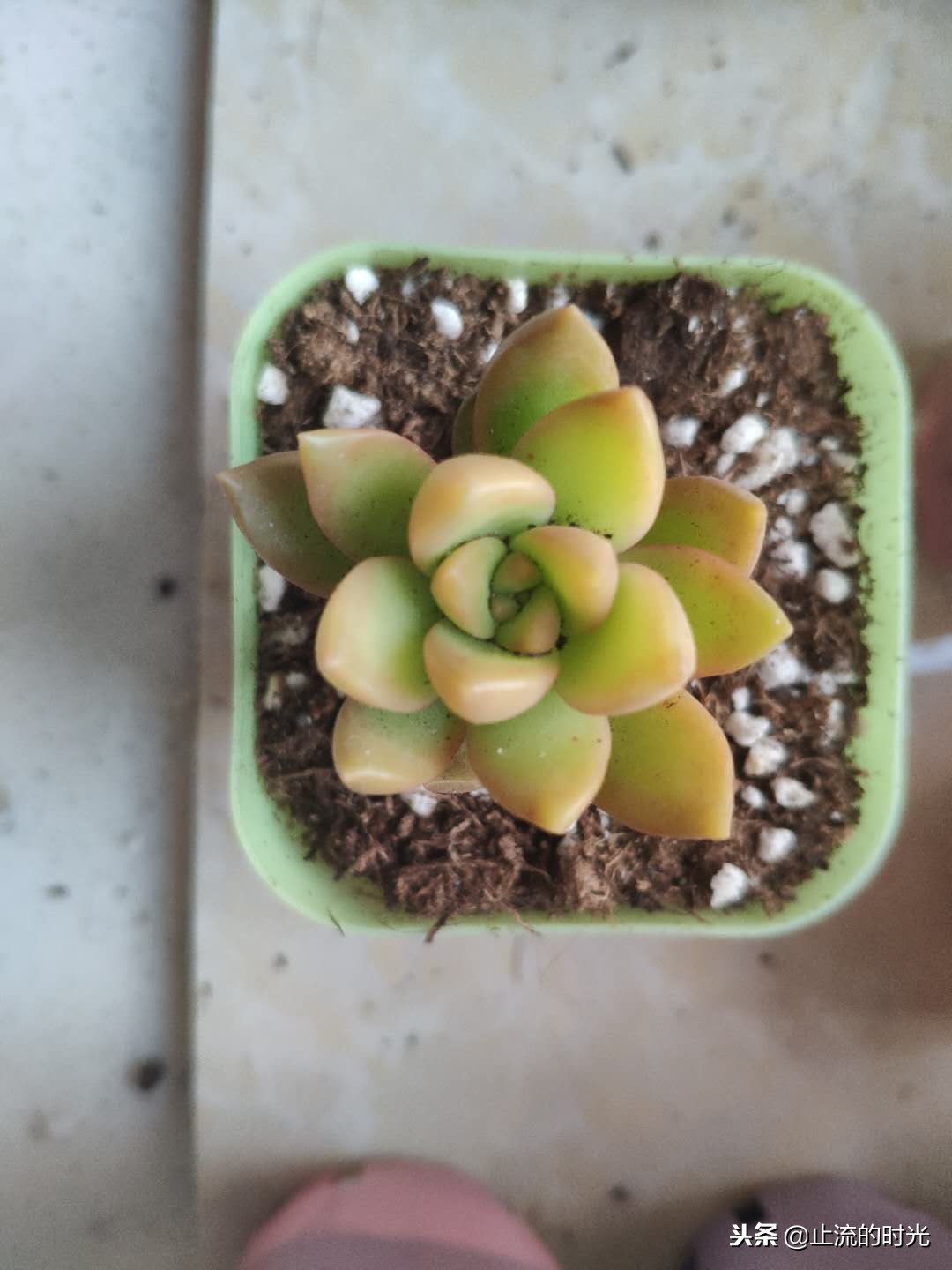 跌落神坛的五种多肉,长相奇特的6种多肉