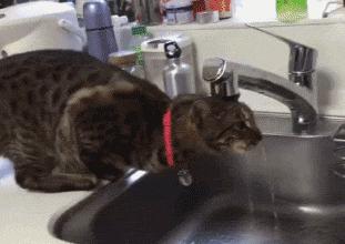 猫有一点点流血是来大姨妈,猫子宫流血是怎么回事