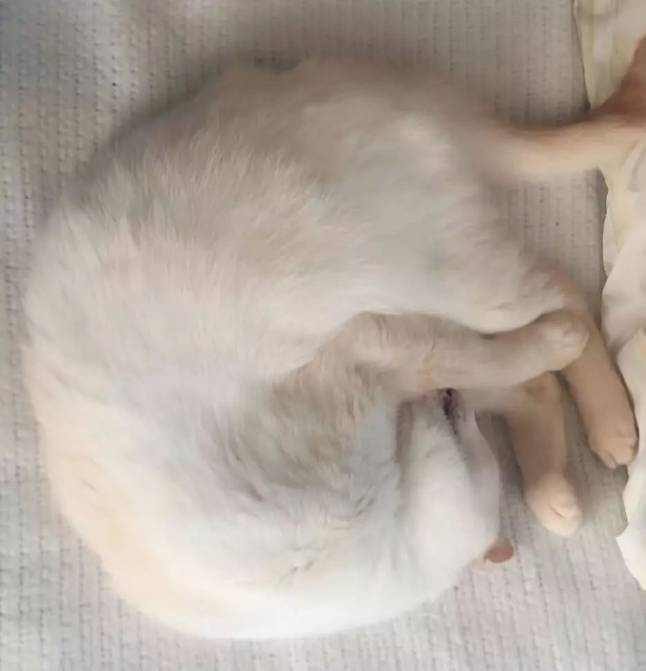 猫咪疯狂啃咬尾巴至出血，诊断后竟是得了抑郁症…