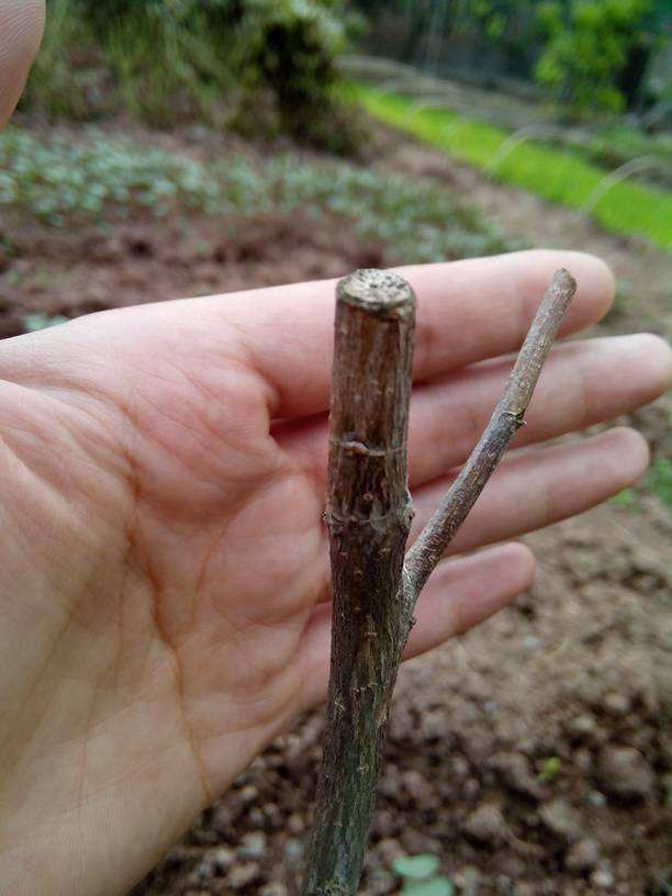 果树出现弱芽或隐芽如何补救,果树出冬芽怎么处理