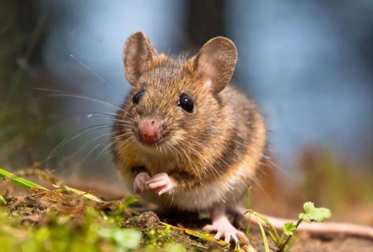 农村的老鼠太多别担心，教你几招最佳灭鼠方法，省时又省力