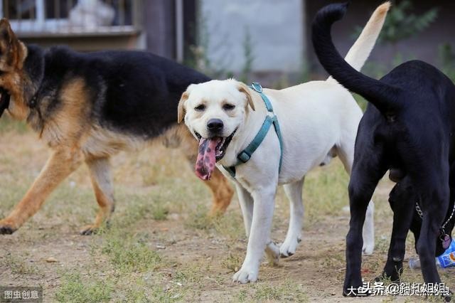 狗狗经常挨打容易出现哪些坏毛病,为什么狗狗挨打不长记性